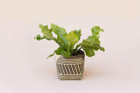 6" Bird's Nest Fern + Basket