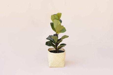 6" Fiddle Leaf Fig + Basket