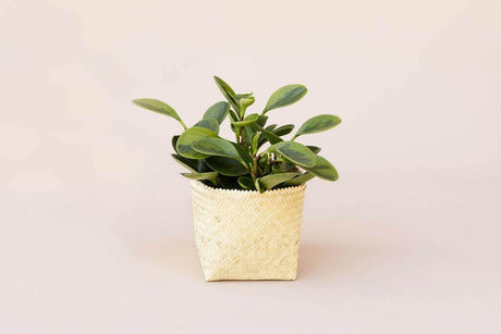 6" Marble Peperomia + Basket