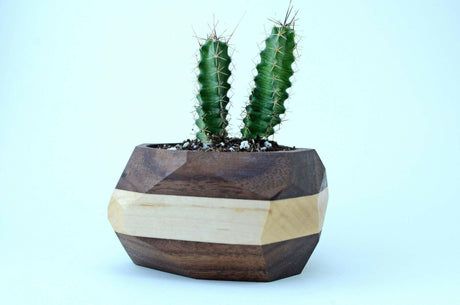 Geometric Planters for Cacti and Succulents